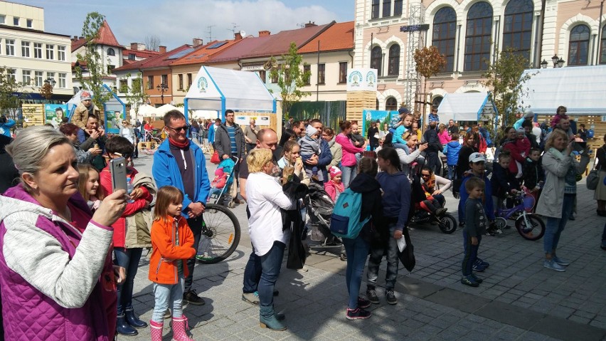 Piknik Po Stronie Natury w Żywcu. Atrakcje na rynku, a w parku sadzenie drzew ZDJĘCIA