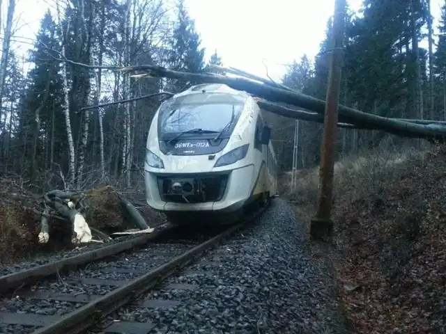 Uwięzieni pasażerowie w pociągu Kolei Dolnośląskich. Drzewo spadło na tory.