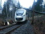 Drzewo spadło na tory kolejowe. Pasażerowie pociągu jadącego do Wrocławia Głównego utknęli w krzakach