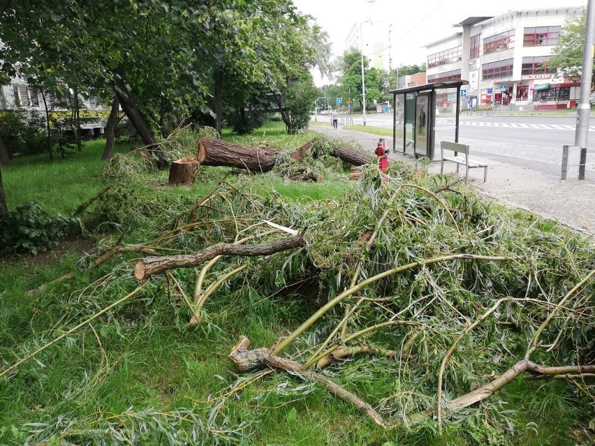 Drzewo runęło w okolicach przystanku MPK na ul. Popowickiej