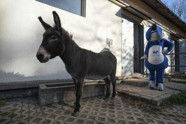 Osioł USiołek z chorzowskiego zoo obchodzi 14. urodziny