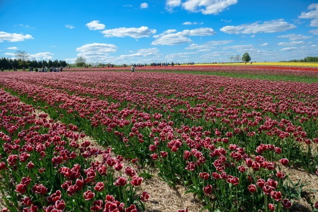 W Chrzypsku Wielkim trwają Międzynarodowe Targi Tulipanów....