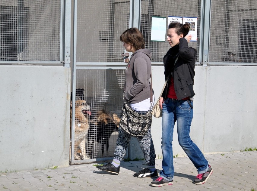 11 zwierzaków z lubelskiego schroniska znalazło nowe domy (ZDJĘCIA)