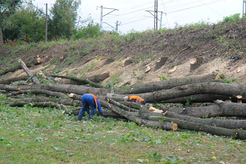 Kraków. Blisko 300 drzew do wycięcia [ZDJĘCIA]