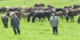 100 hucułów wróciło na ukwiecone łąki Regietowa