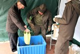 Bezpłatne sadzonki jodły. Zazielenią się zamojskie ogródki i place