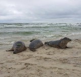 Bałtyk: Na polskich plażach znaleziono kilkanaście martwych fok