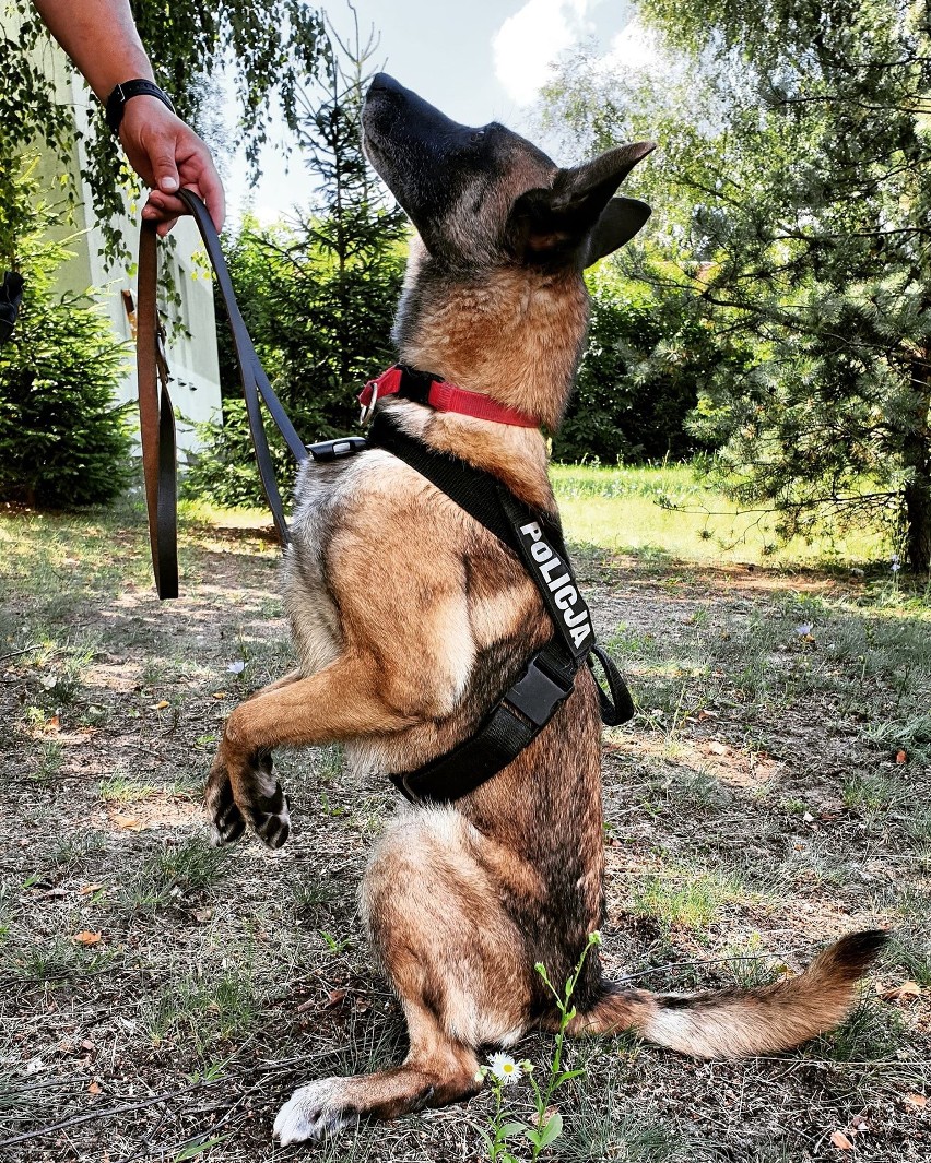 Komenda Miejska Policji w Łomży. Lidia, owczarek belgijski...