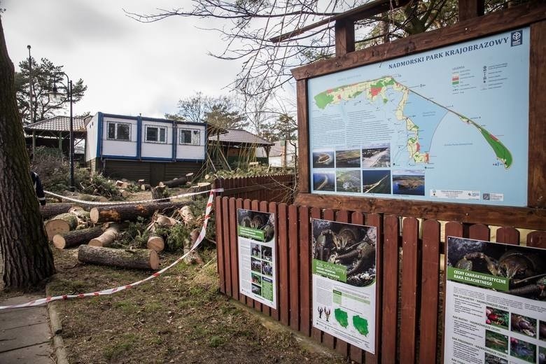 Wycięte stuletnie drzewa przy Nadmorskim Parku. Znaleziono też martwą sikorkę