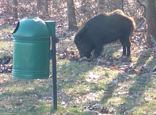 W parku Tysiąclecia w okolicach Nowego Dworu zamieszkał dzik. Mieszkańcy i internauci zastanawiają się jak bezpiecznie przewieźć zwierzę do lasu.