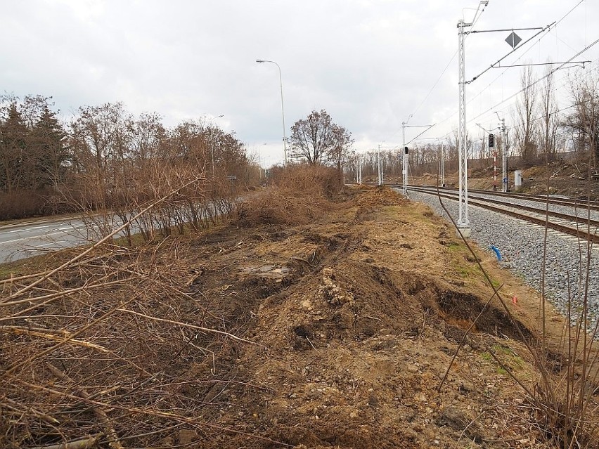 Dlaczego kolejarzom przeszkadzały krzewy forsycji rosnące...