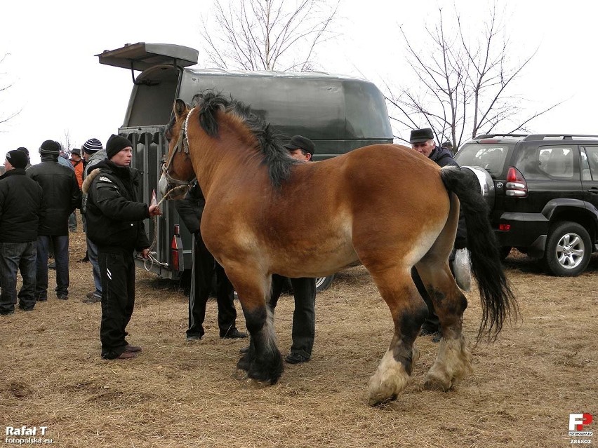 W 2012 roku końmi handlowano na polu, tuż poza granicami...