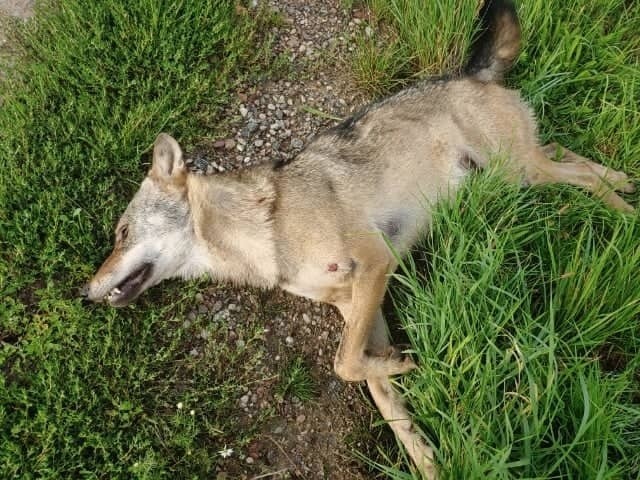 Młody wilk potrącony na drodze wojewódzkiej 212.