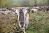 Skradziono sto kóz we wsi Łubno niedaleko Dynowa