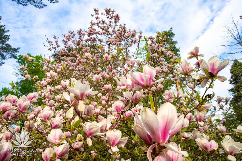 W rogowskim arboretum zakwitły magnolie. Rośliny zachwycają urodą!