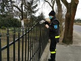 Strażacy z OSP Trzebcz Szlachecki dowiozą proboszcza przed każdą bramę