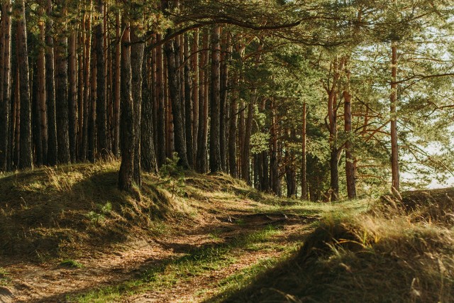 Istnieją wyraźne dowody na to, że spędzanie czasu w lesie zmniejsza stres i obniża ciśnienie krwi oraz ryzyko zawału serca.