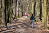Prezydent Poznania zniósł zakaz wstępu do lasu. Można przez nie dojeżdżać do pracy, ale nie spacerować. Rekreacyjne wyjścia są zakazane