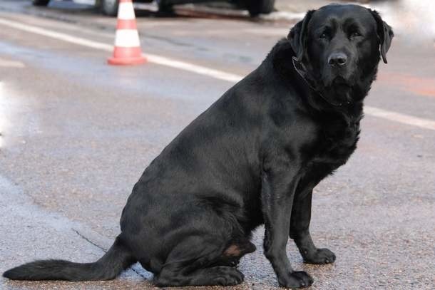 Labrador Lucky w maju tego roku wykrył ponad pięć milionów sztuk papierosów