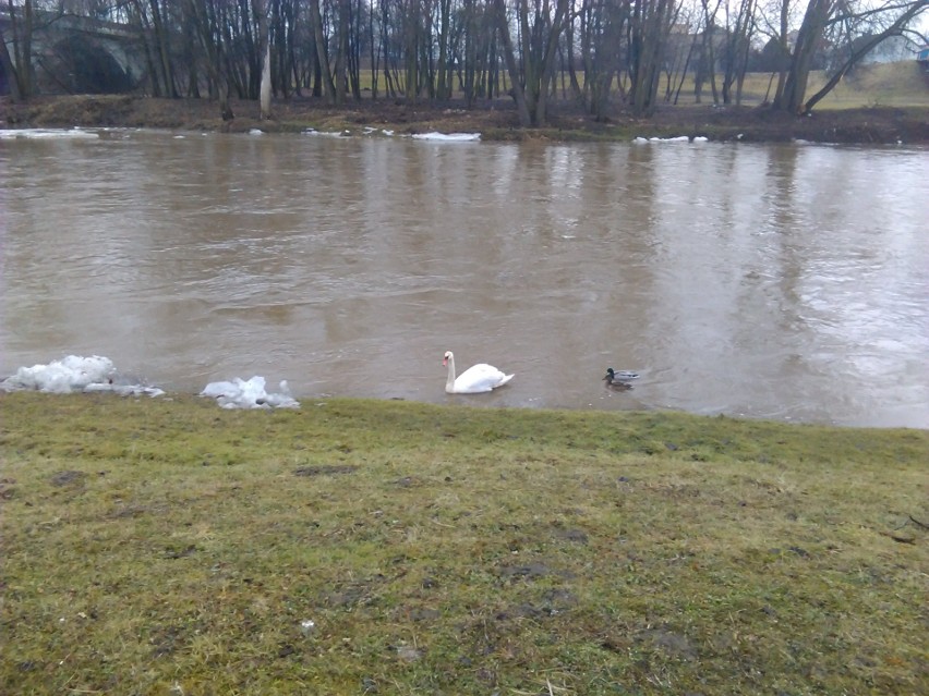 Dużo wody w rzekach Małopolski i cały czas przybywa