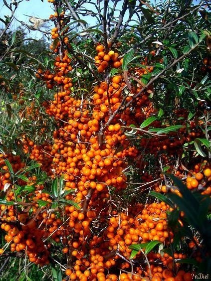 Gałęzie rokitnika oblepione są cennymi pomarańczowymi jagodami