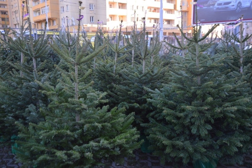 Świerki "wycofują się" na północ Polski. W ciągu...