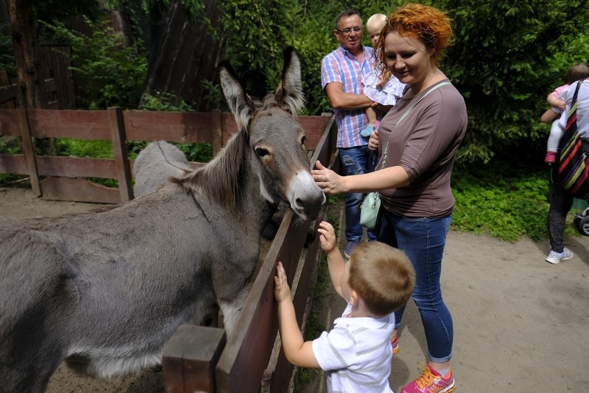 Ogród Zoobotaniczny w Toruniu popiera ideę cyrku opartego na...
