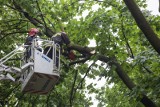 Małopolska. Skutki nocnych wichur. W wielu miejscach nie ma prądu