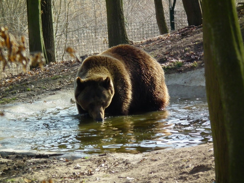 Niedźwiedziarnia w poznańskim zoo