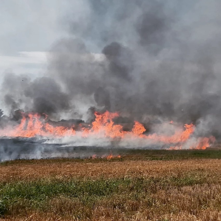 Duży pożar zboża w miejscowości Gniazdowo [ZDJĘCIA]