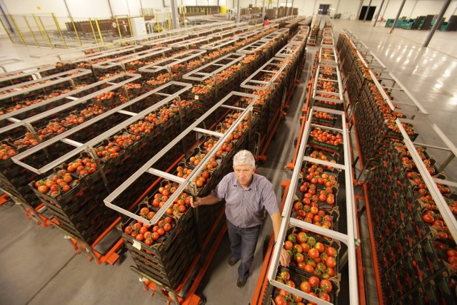 Odwiedziliśmy wczoraj Zbigniewa Klimowicza, prezesa zarządu grupy producentów owoców i warzyw z Pyskowic. Jego spółka dostarcza na rynek m.in. pomidory, ogórki, marchew, pietruszkę, seler, buraki i cebulę. Pan Zbigniew mówi wprost: - Przed polskimi producentami staje dziś widmo bankructwa.