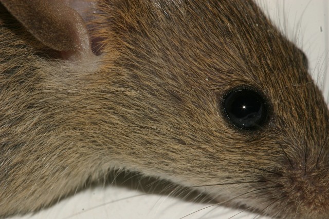 Gryzonie na działce i w przydomowym ogrodzie mogą wyrządzić całą masę szkód. NA przykład myszy, szczury lub nornice zaledwie w kilka dni zjedzą zapasy żywności zbierane przez nas całe lato.