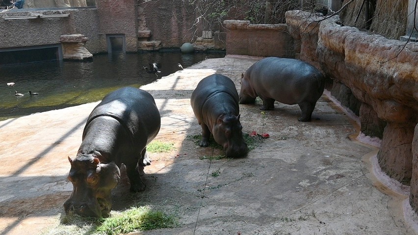 Hipopotamy nilowe są jednym z dwóch gatunków w rodzinie...