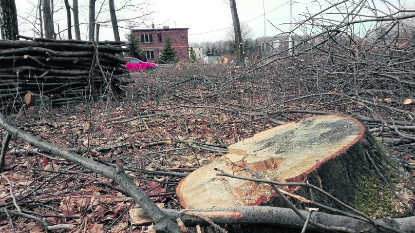 Do wycinki prowadzonej przez mieszkańców, dochodzą też...