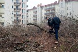 Wycinka drzew: co się zmieni po nowelizacji ustawy? Będzie obowiązek zgłaszania wycinki