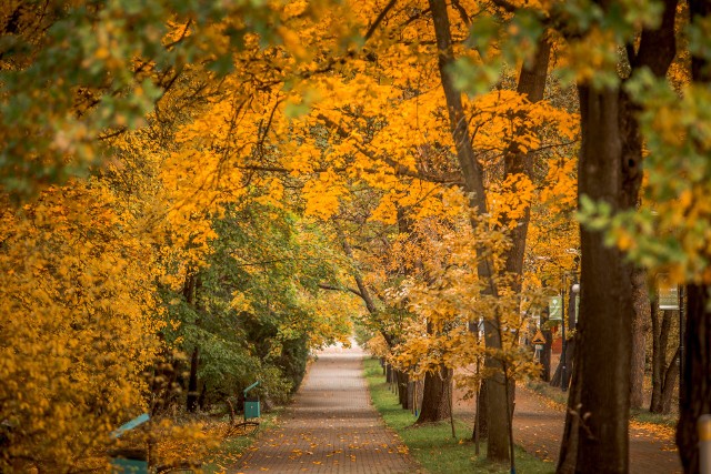 Baśniowa jesień w Parku Śląskim na zdjęciach Marzeny Bugały z DZZobacz kolejne zdjęcia. Przesuwaj zdjęcia w prawo - naciśnij strzałkę lub przycisk NASTĘPNE