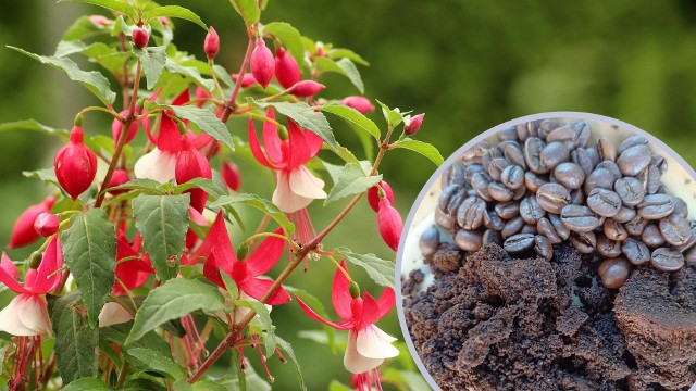 Fusami z kawy można nawozić rośliny ogrodowe, balkonowe i domowe, ale nie wszystkie.