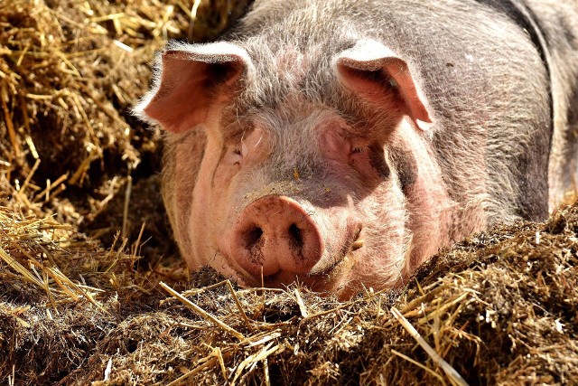 Na przełomie stycznia i lutego br. cena bydła rzeźnego klasy R3 w Polsce wyniosła 482,11 EUR/100 kg, o 5 proc. mniej niż średnio w UE. Więcej niż w Polsce za bydło rzeźne otrzymywali dostawcy m. in. z Irlandii (542,18 EUR/100 kg), Francji (528,68 EUR/100 kg), Hiszpanii (528,65 EUR/100 kg) i Niemiec (501,94 EUR/100 kg), a mniej – dostawcy niderlandzcy (444,11 EUR/100 kg). A jakie są ceny w kujawsko-pomorskich skupach? Aktualne notowania skupu żywca sprawdźcie w naszej galerii.