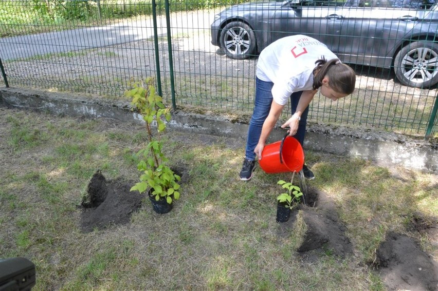 Przedszkolaki z Dębskiej Kuźni sadziły owocowe drzewka,...