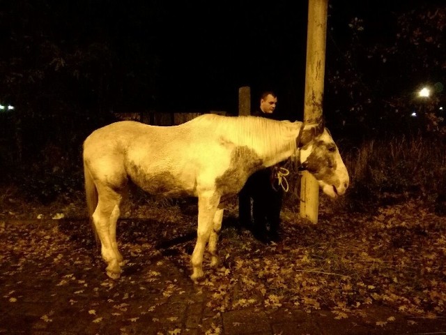 Nocny spacer konia po ulicach Szczecina przerwali zaintrygowani policjanci