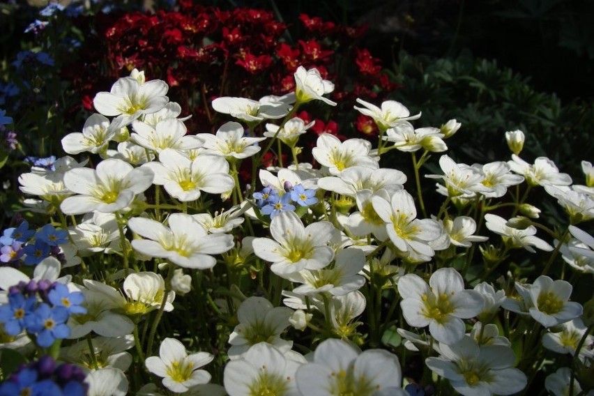 Skalnica Arendsa ma kwiatki w różnych kolorach.