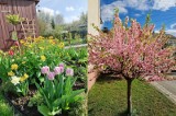 Co już kwitnie w podlaskich ogrodach? Jest bardzo kolorowo