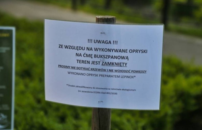 Opryski przeciwko ćmie bukszpanowej we Wrocławiu.