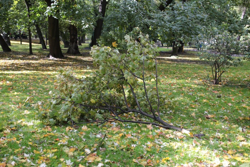 Orkan Ksawery w Krakowie. Wielkie sprzątanie na Plantach [ZDJĘCIA]