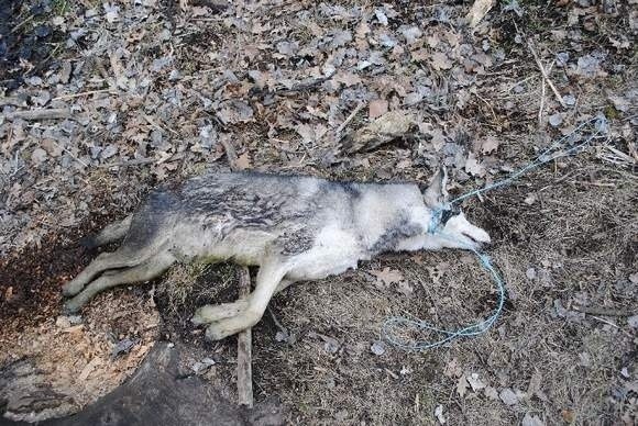 Bestialstwo! Powiesił psa husky na dwóch linkach (DRASTYCZNE ZDJĘCIA)