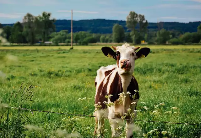 Płatnością dobrostanowe związane z bydłem: Dobrostan krów mlecznych, Dobrostan krów mamek utrzymywanych w pomieszczeniach lub w budynkach, Dobrostan krów mamek utrzymywanych w systemie otwartym, Dobrostan opasów.