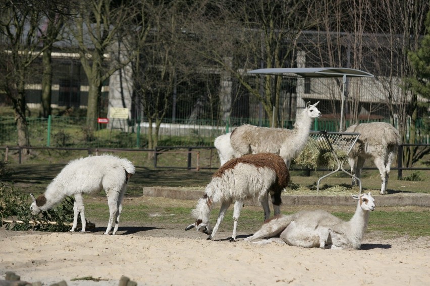 Śląski Ogród Zoologiczny