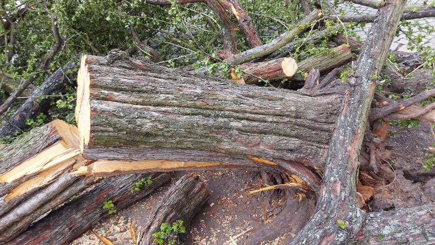 Drzewo na zielonogórskim deptaku zostało powalone przez...