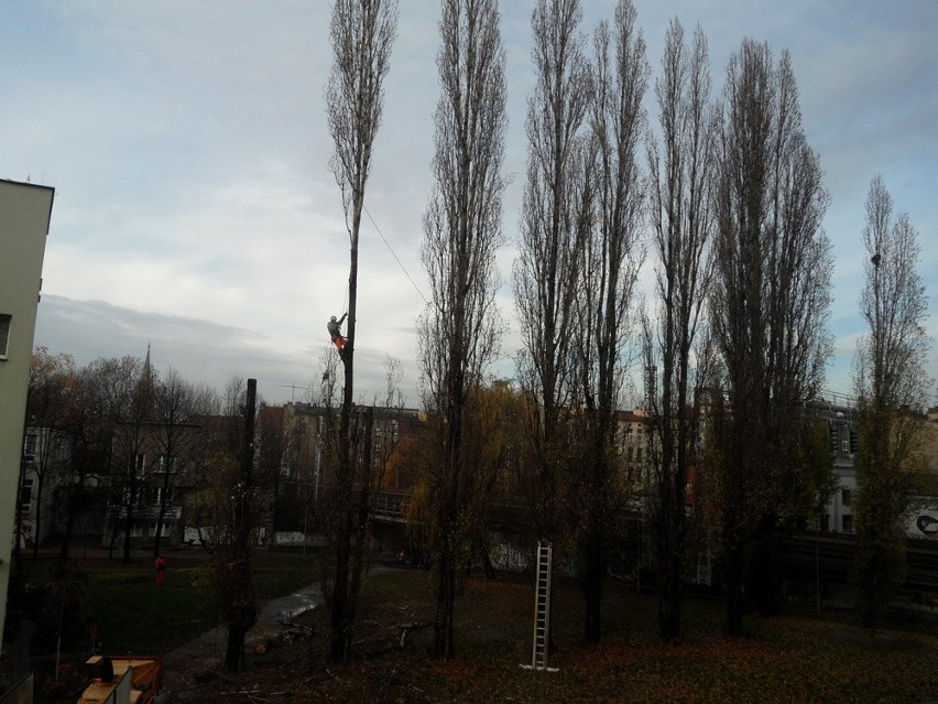 Wycinka drzew w rejonie ul. Granicznej w Katowicach