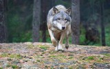 Wilki podchodzą coraz bliżej domów w gminie Deszczno. Uważajcie na siebie!